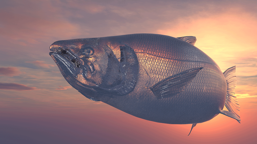 A 3D-rendered image of a large reflective purple salmon swimming through the sky at sunset.